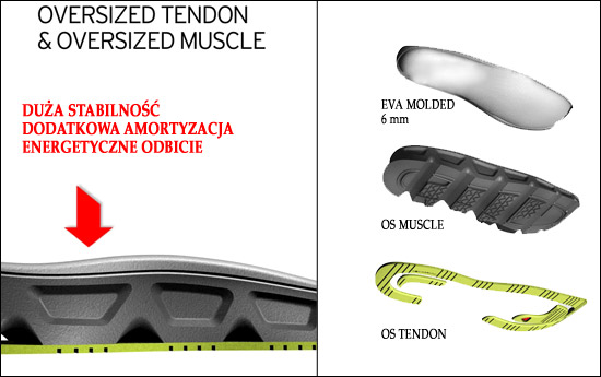 tendon muscle